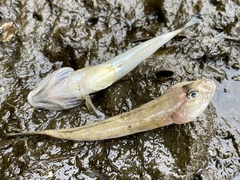 Acanthogobius flavimanus