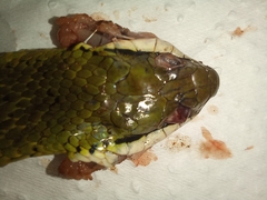 Erythrolamprus macrosomus