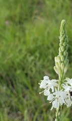 Oenothera glaucifolia