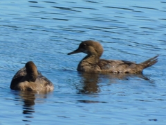 Lophodytes cucullatus