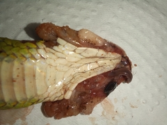 Erythrolamprus macrosomus