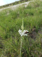 Oenothera glaucifolia