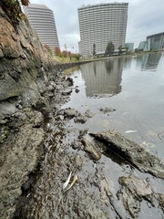 Acanthogobius flavimanus
