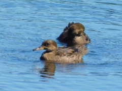 Lophodytes cucullatus