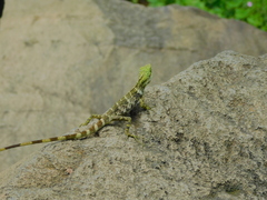 Pseudocalotes tympanistriga