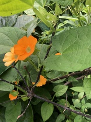 Thunbergia alata