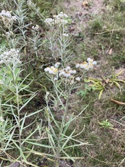 Anaphalis margaritacea