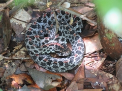 Sistrurus miliarius barbouri