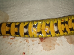 Erythrolamprus macrosomus