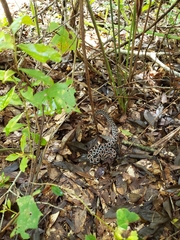 Sistrurus miliarius barbouri