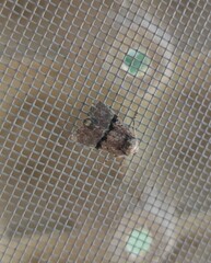 Mesoligia furuncula