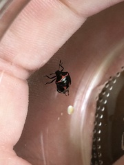 Cosmopepla lintneriana