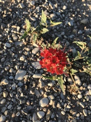 Nyctaginia capitata