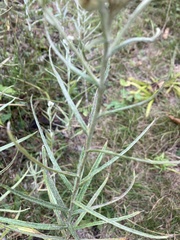 Anaphalis margaritacea