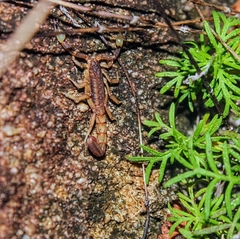 Mesomexovis occidentalis