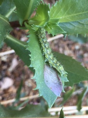 Heliothis phloxiphaga
