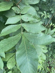 Carya tomentosa