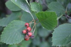 Crataegus chrysocarpa