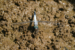 Orthetrum albistylum speciosum