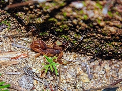 Mesomexovis occidentalis