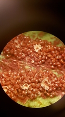 Polystichum californicum