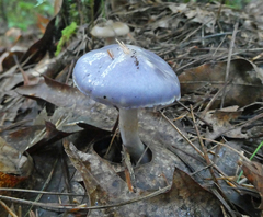 Cortinarius iodes