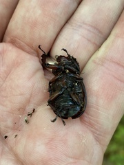 Lucanus capreolus