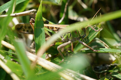 Locusta migratoria
