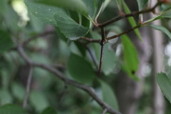 Crataegus chrysocarpa