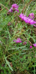Centaurea jacea