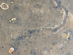 Neverita duplicata