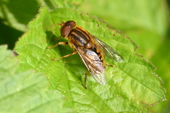 Parhelophilus