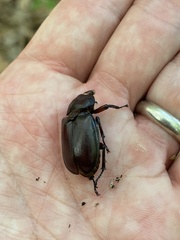 Lucanus capreolus
