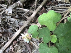 Rubus alceifolius