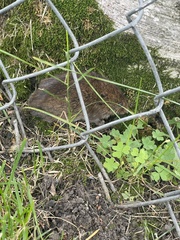 Microtus pennsylvanicus