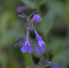 Nepeta sibirica