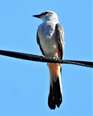 Tyrannus forficatus