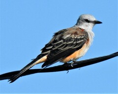 Tyrannus forficatus