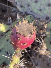 Opuntia semispinosa