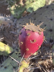 Opuntia semispinosa