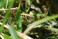 Locusta migratoria