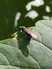 Insecta