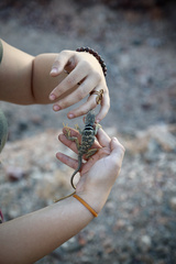 Crotaphytus bicinctores