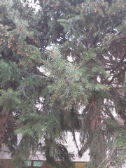 Pinales