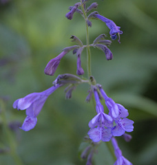 Nepeta sibirica