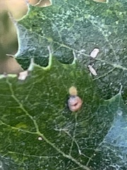 Dryocosmus minusculus