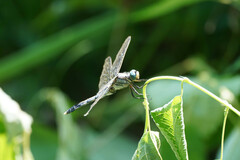 Orthetrum albistylum speciosum