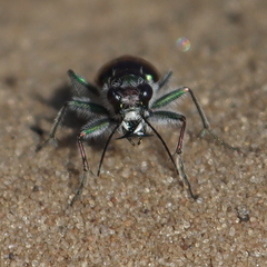 Cicindela scutellaris