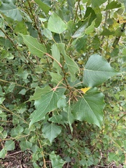 Populus nigra
