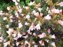 Lobostemon fruticosus